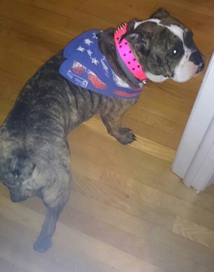 View from above looking down at the dog - The back of a brown brindle with white Olde English Bulldogge wearing an American flag bandana and a hot pink spike collar standing on a hardwood floor looking to the right.